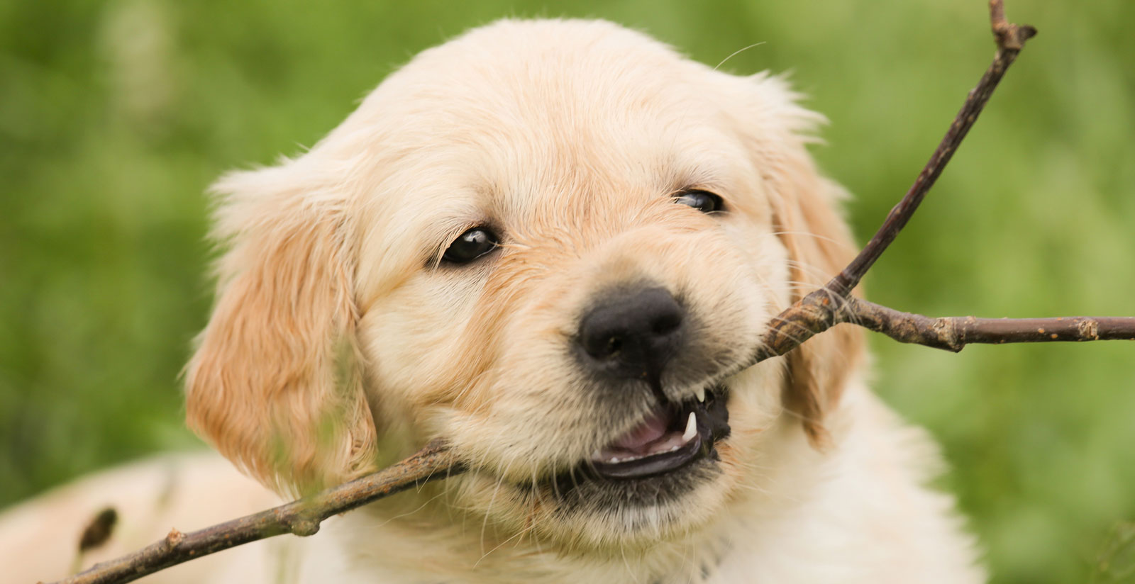 The blessing of the animals in Rome - Relais Arco della Pace