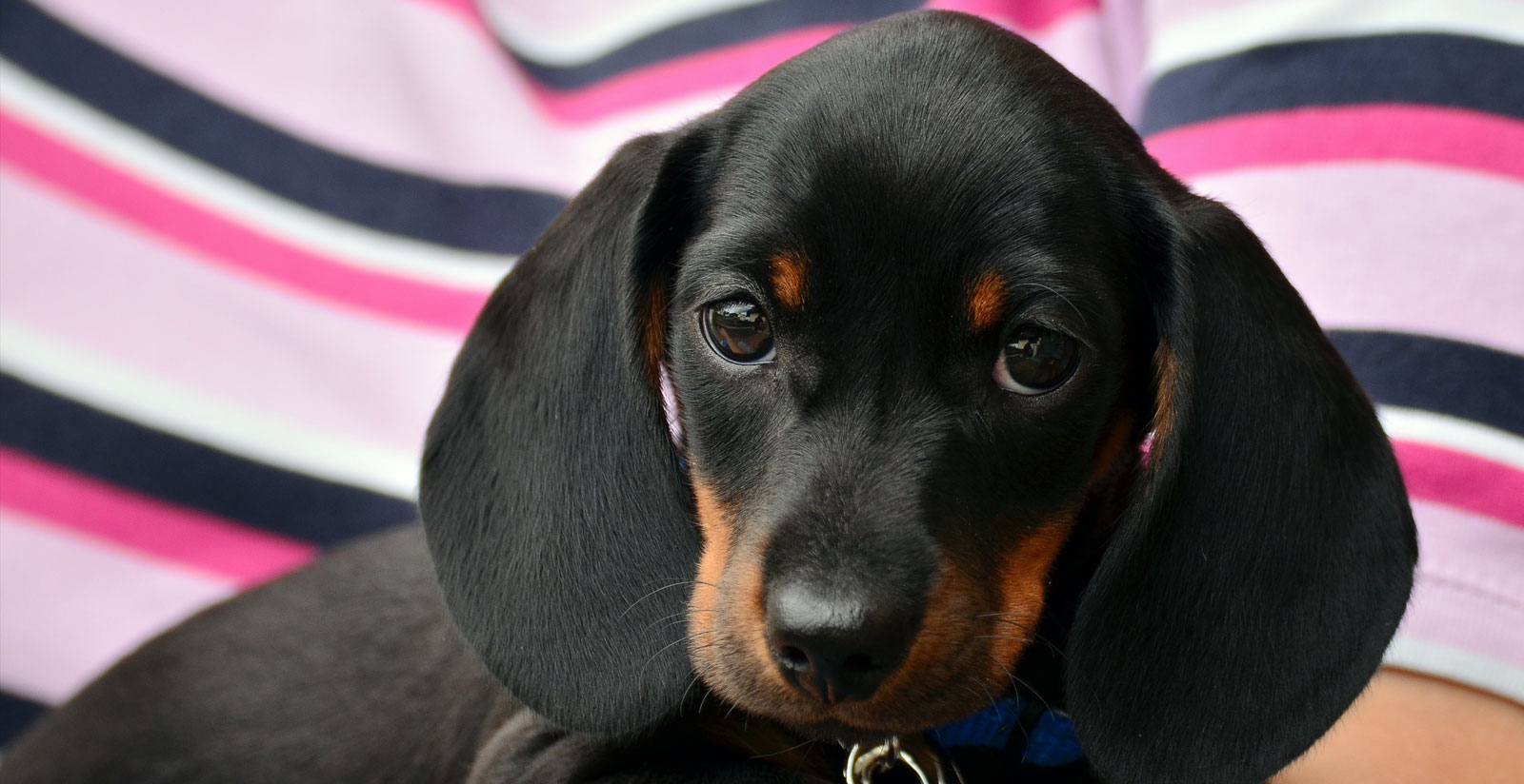 Useful tips to travel to Rome with pets - Relais Arco della Pace